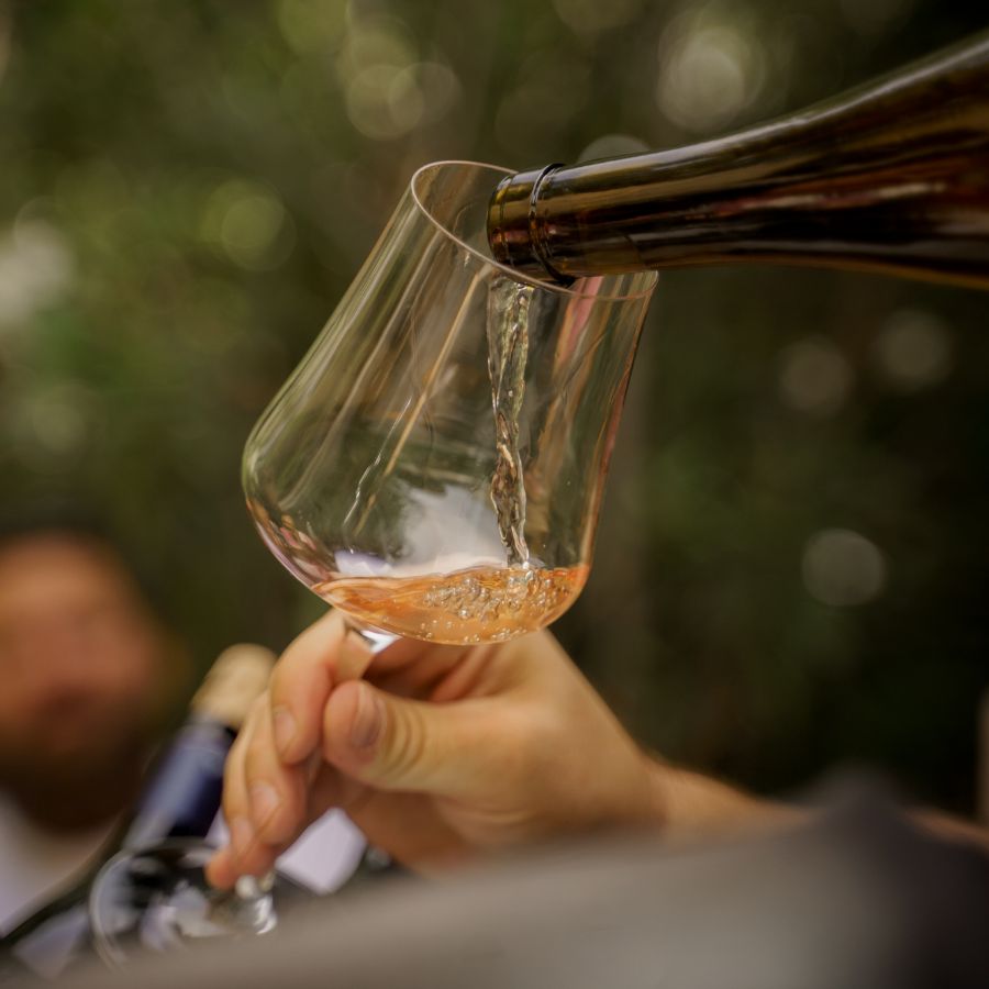 Two arms held out clinking wine glasses filled with white wine, infront of a blurred vineyard background